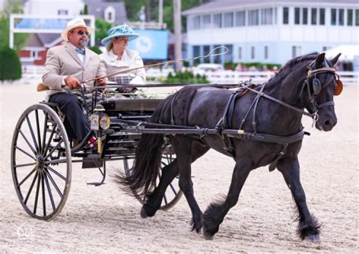 
Bengal govt to submit report on carriage-hauling horses to Calcutta HC by Nov 21 